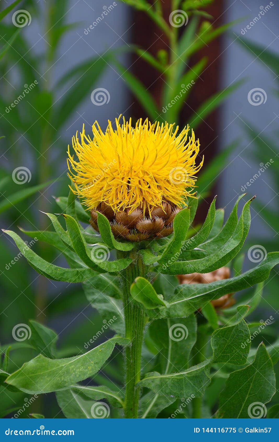 Krupnogolovyj Yellow Cornflower Centaurea Macrocephala Stock Image
