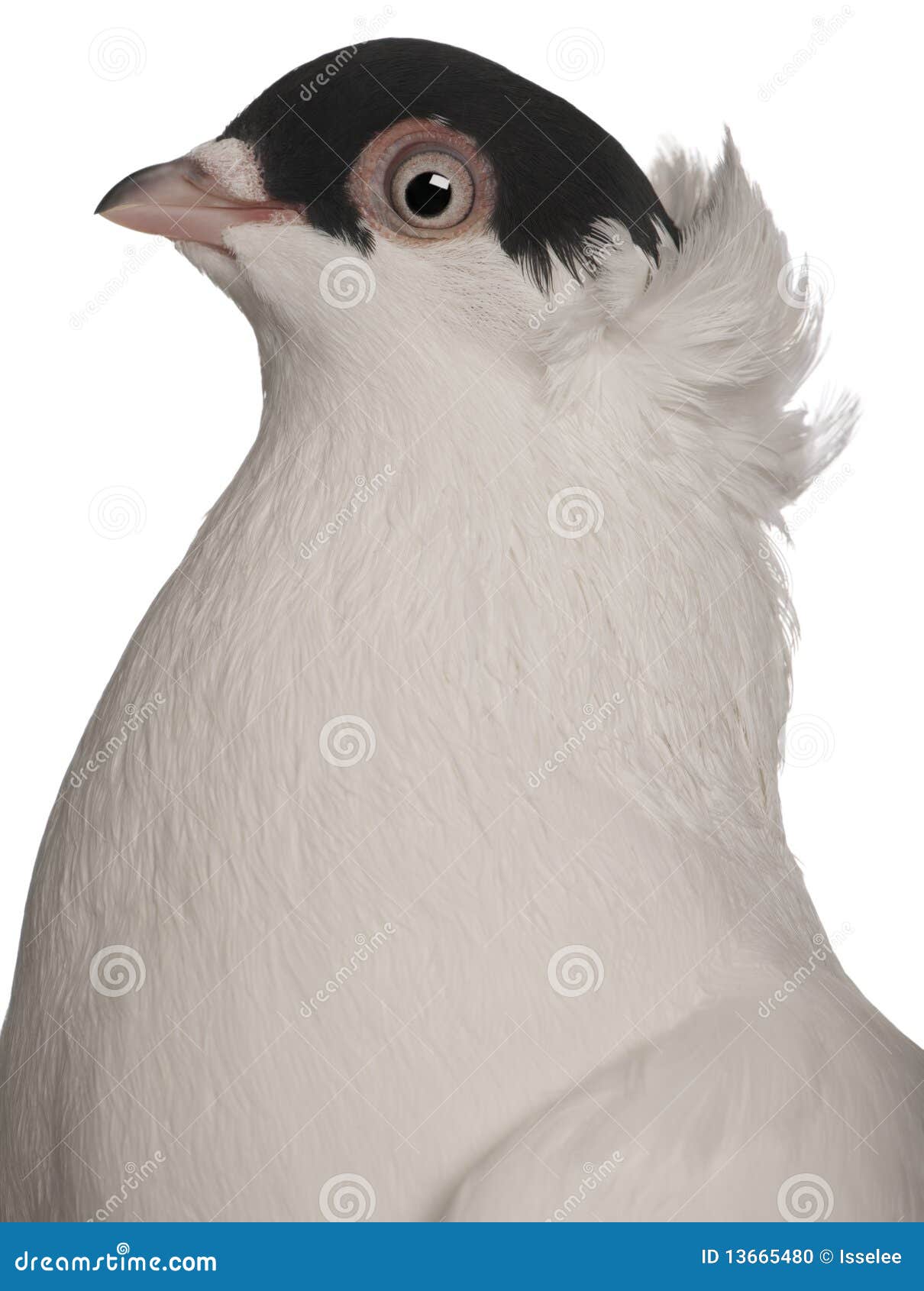 kryska polska, a breed of fancy pigeon
