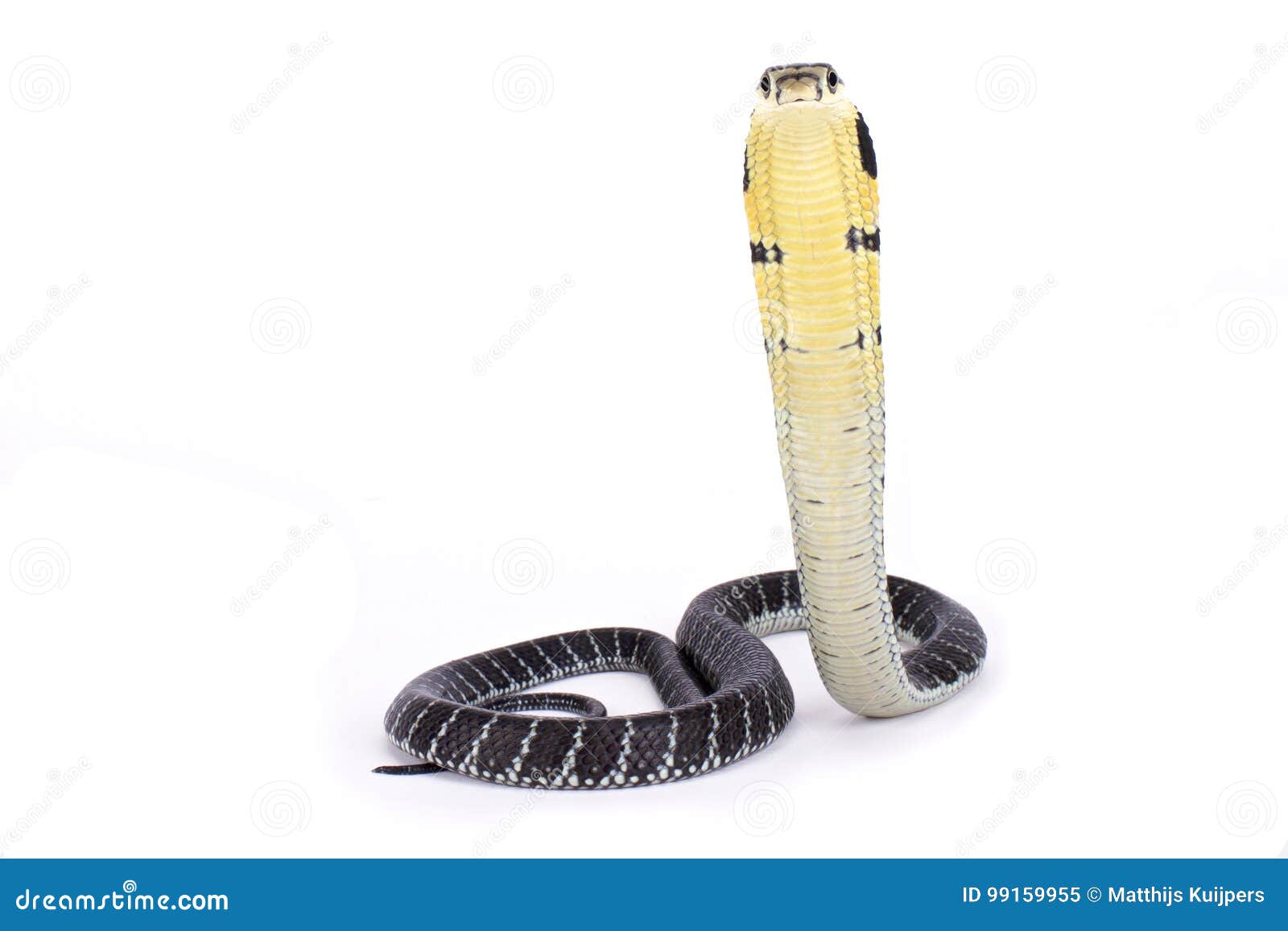 Królewiątko kobra, Ophiophagus Hannah, jest wielkimi venomous węża gatunkami w świacie