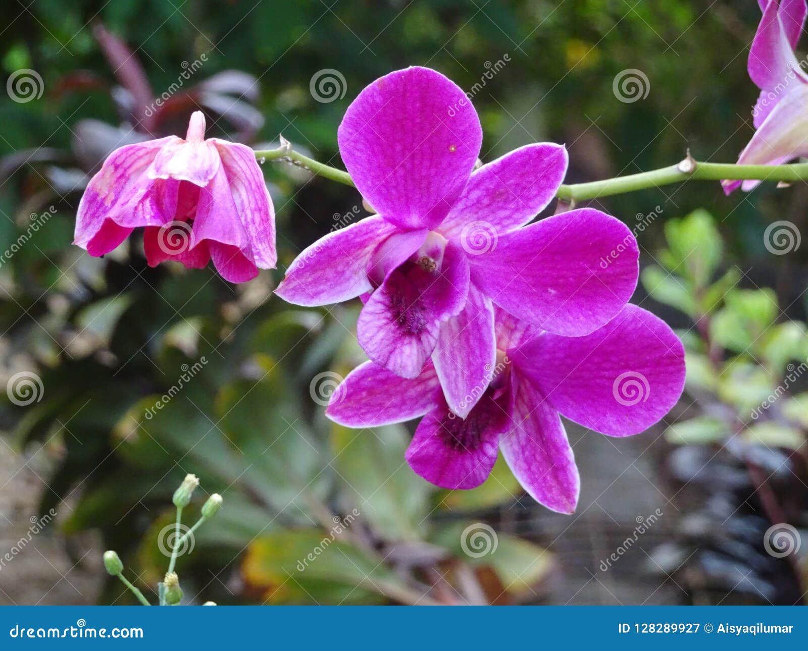 Colorful Tropical & Exotic Orchids Flower Stock Image - Image of exotic ...