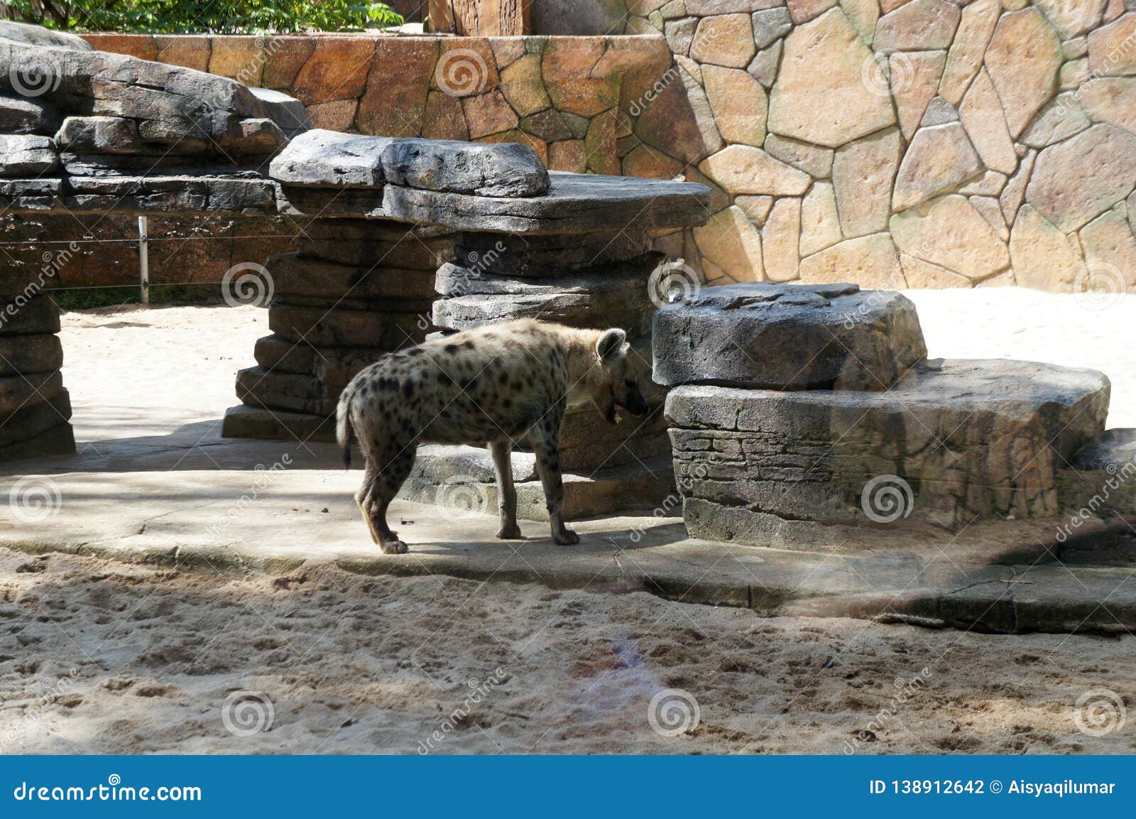 Wild Hyena is Released Inside the Man-made Cage. Editorial Photography -  Image of hyena, habitat: 138912642