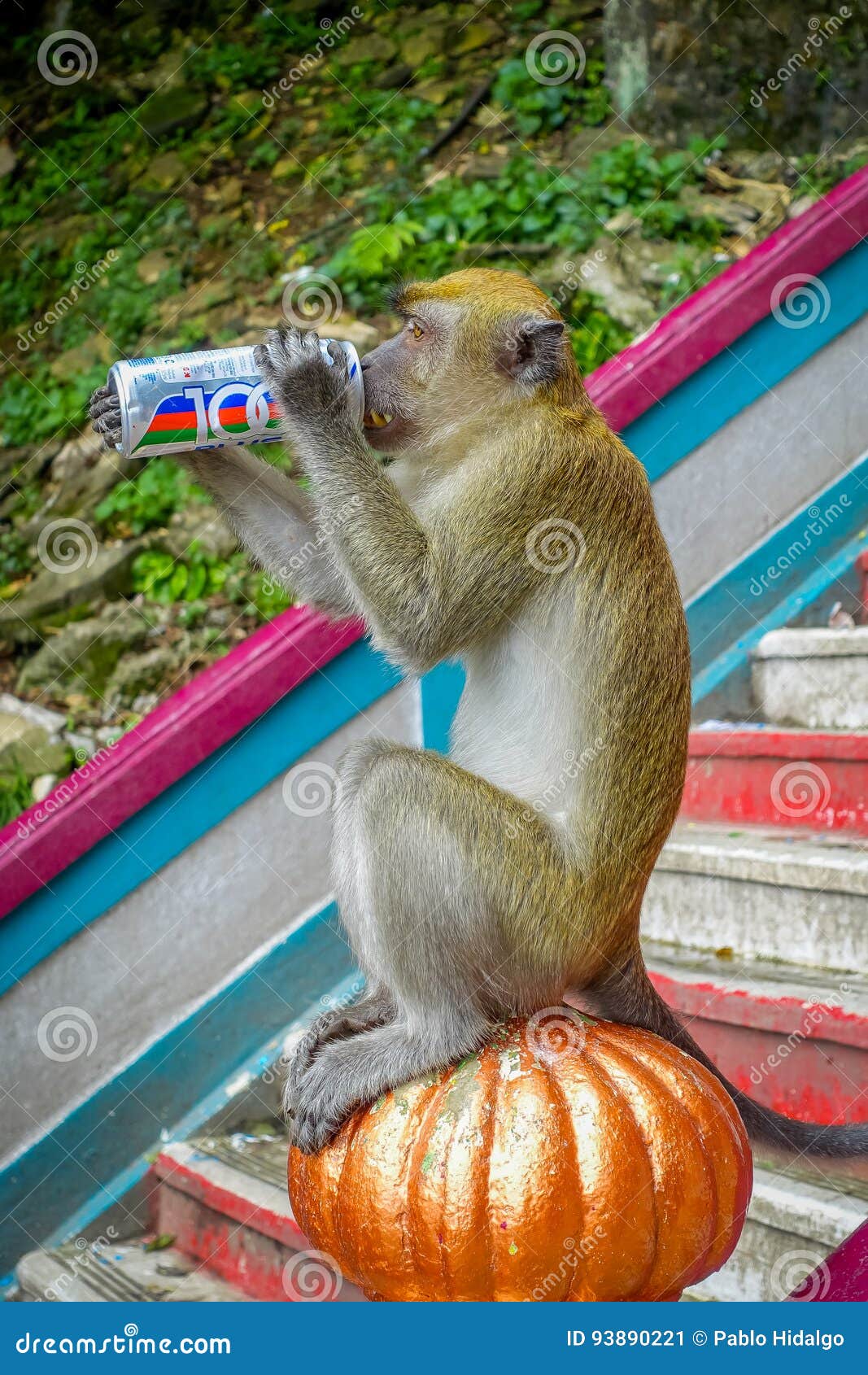 drink sprite monkey drink sprite monkey