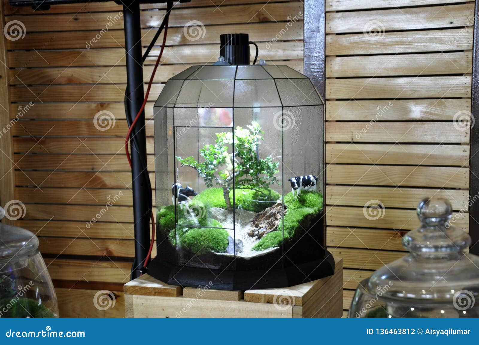 1,378 Moss Terrarium Stock Photos - Free & Royalty-Free Stock Photos from  Dreamstime