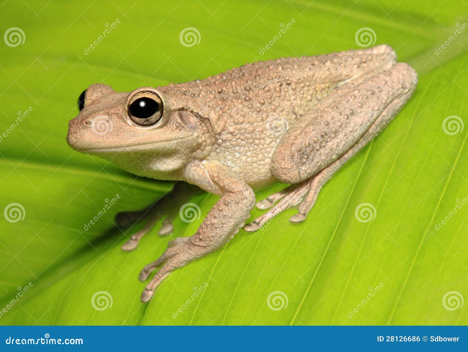 Kubanischer Baum-Frosch auf von hinten beleuchtetem grünem Blatt. Ein kubanisches Baumporträtprofil auf einem von hinten beleuchteten grünen Blatt