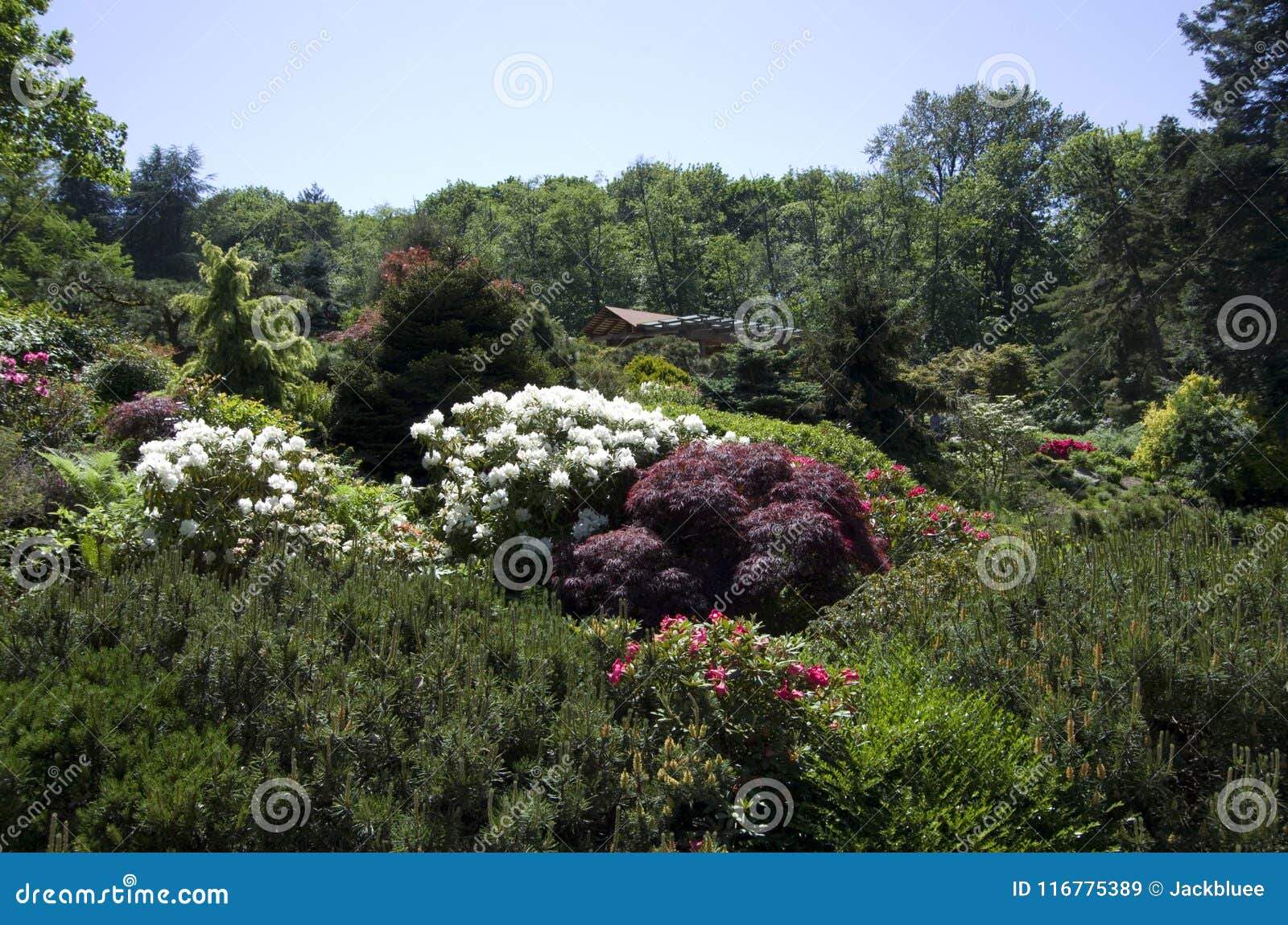 Kubota Japanese Garden Seattle May Stock Image Image Of