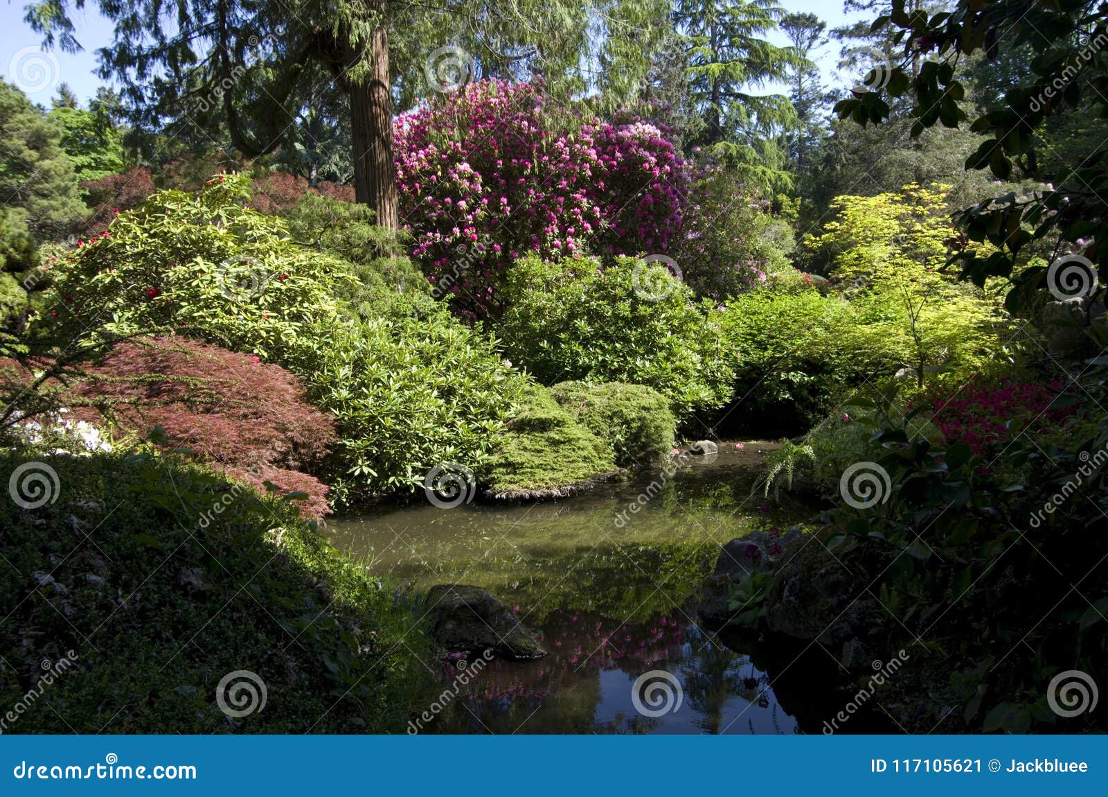 Kubota Japanese Garden Seattle May Stock Image Image Of Design