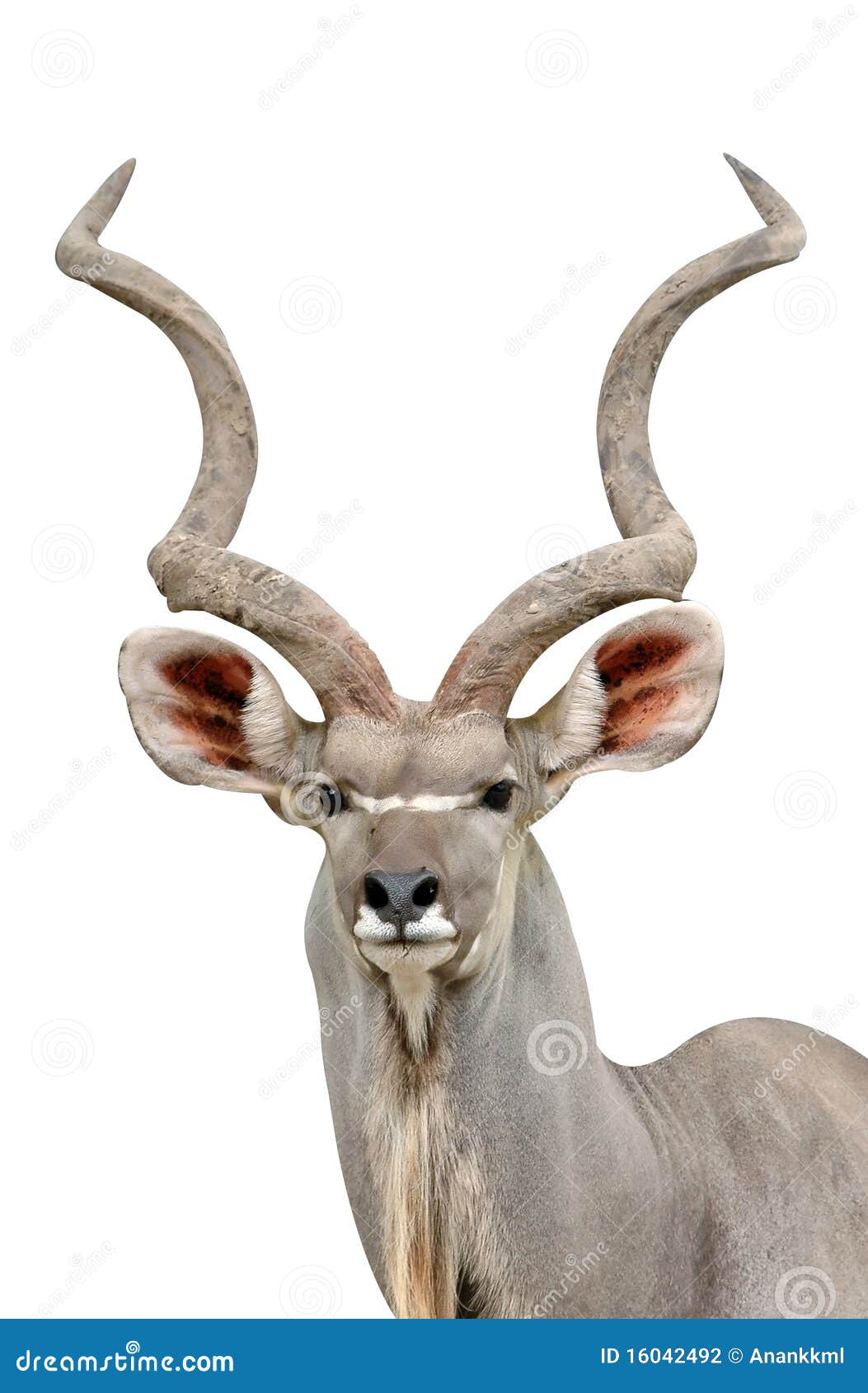 kudu