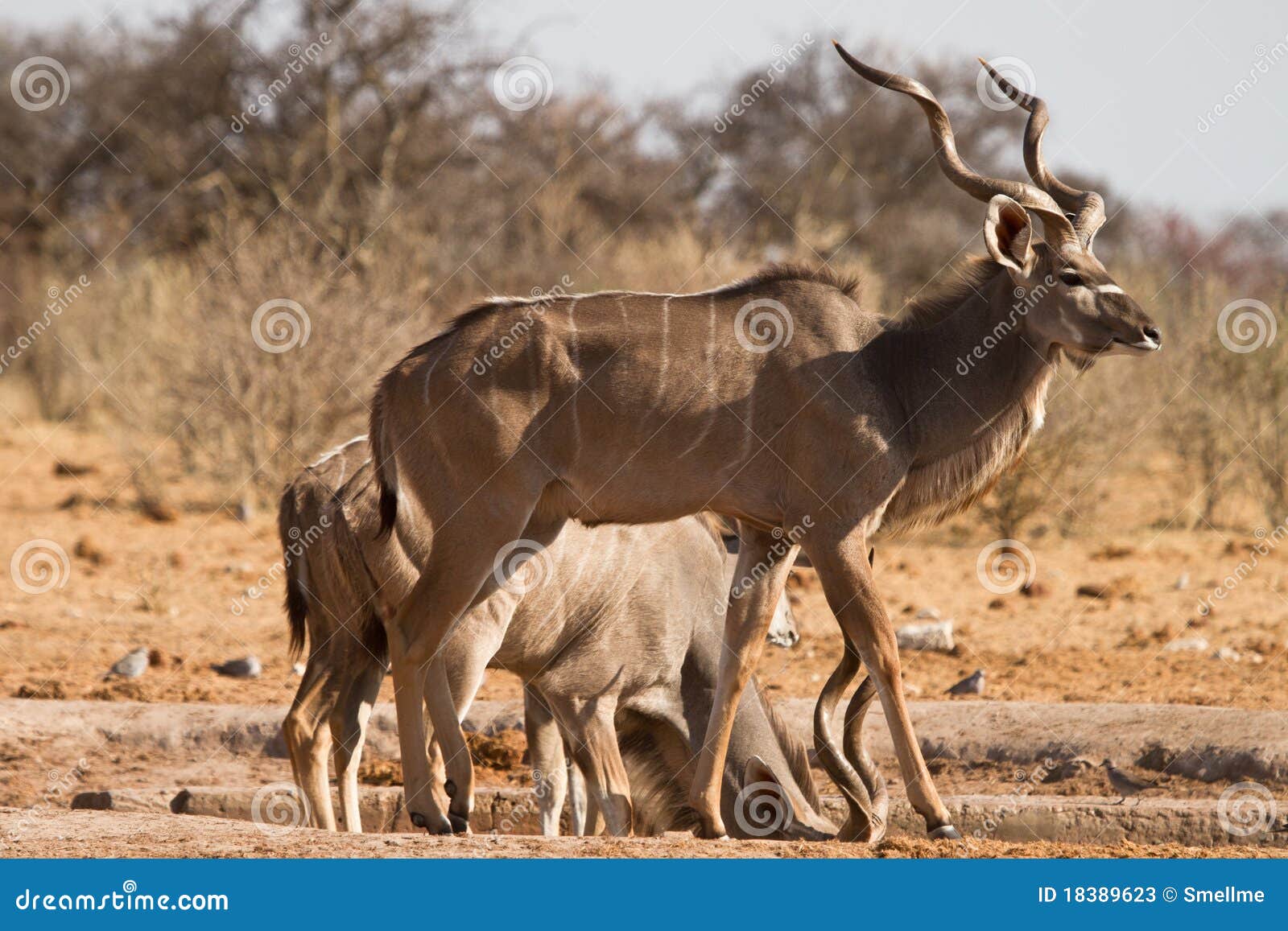 kudu