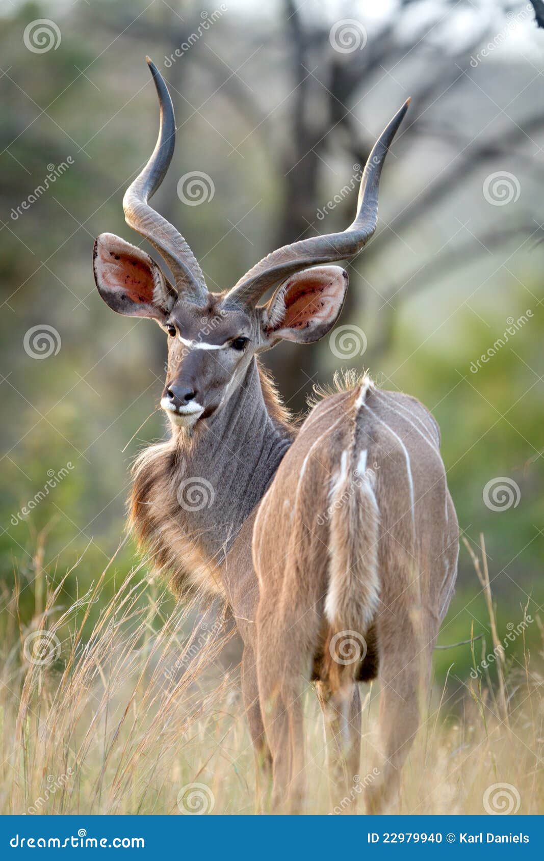 kudu