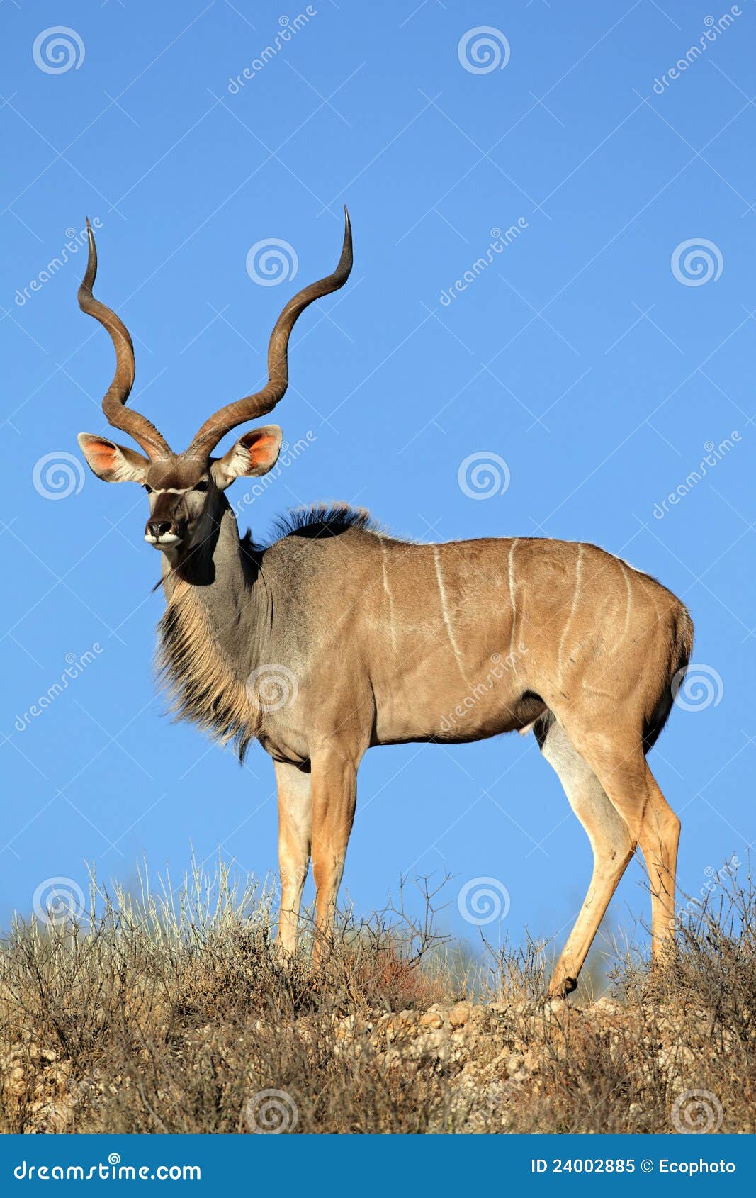 kudu antelope