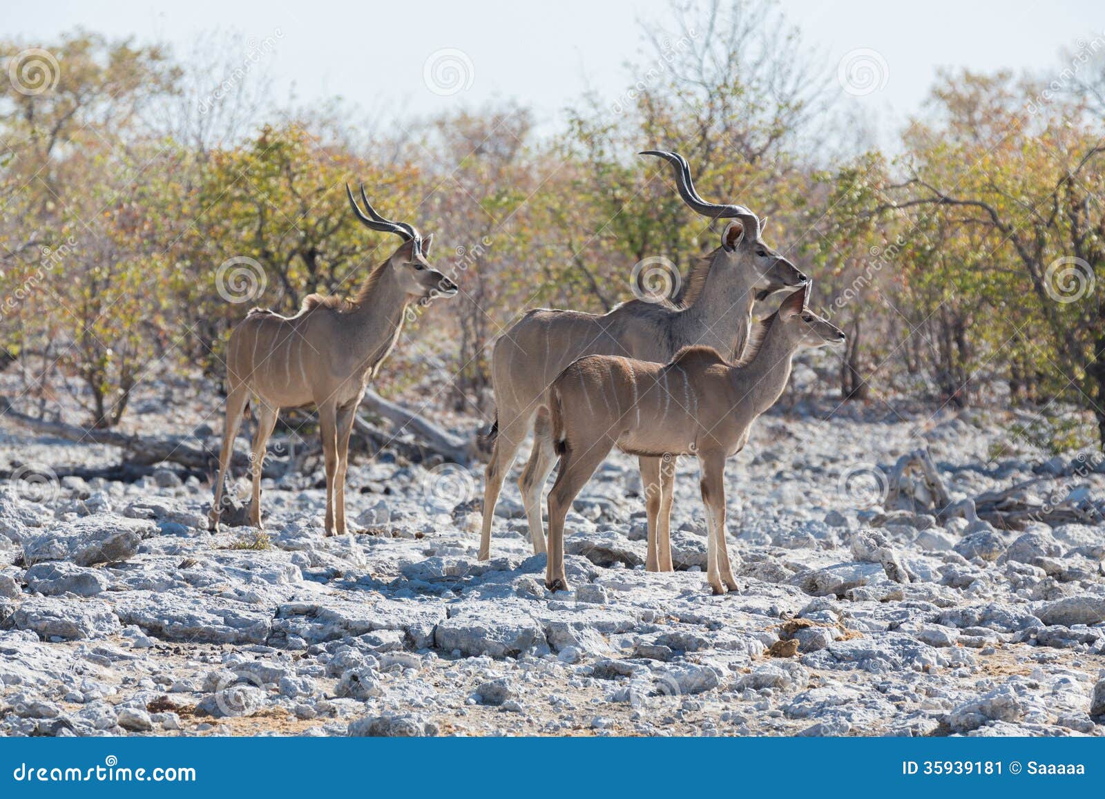 Dik Dik Antelope Group. African Antelope Dik Dik Is The Smallest