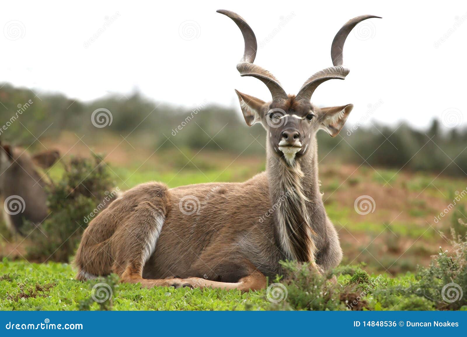 Kudu Antelope Male stock photo. Image of neck, hair, herbivore 14848536