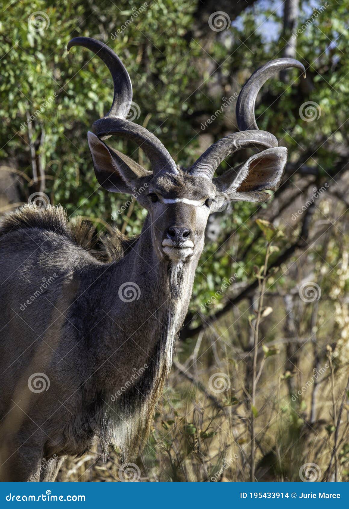 kudu antelope, photographed in the wild.