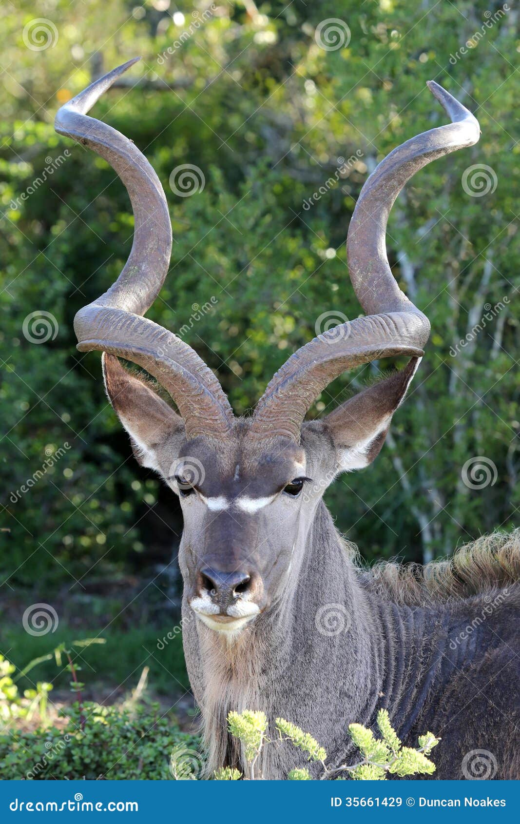 antelope twisty horns antelope twisty horns
