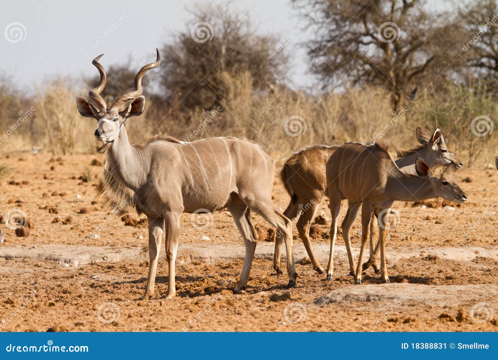 kudu antelopes
