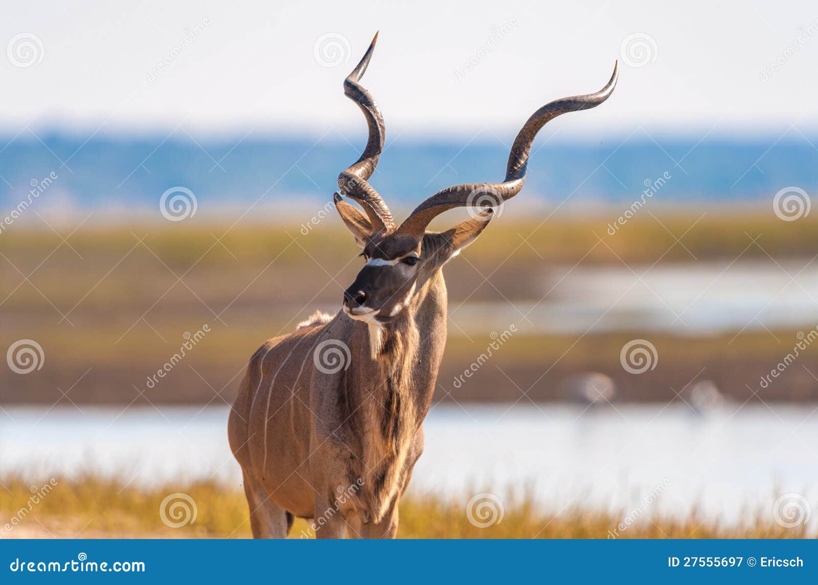 kudu bull