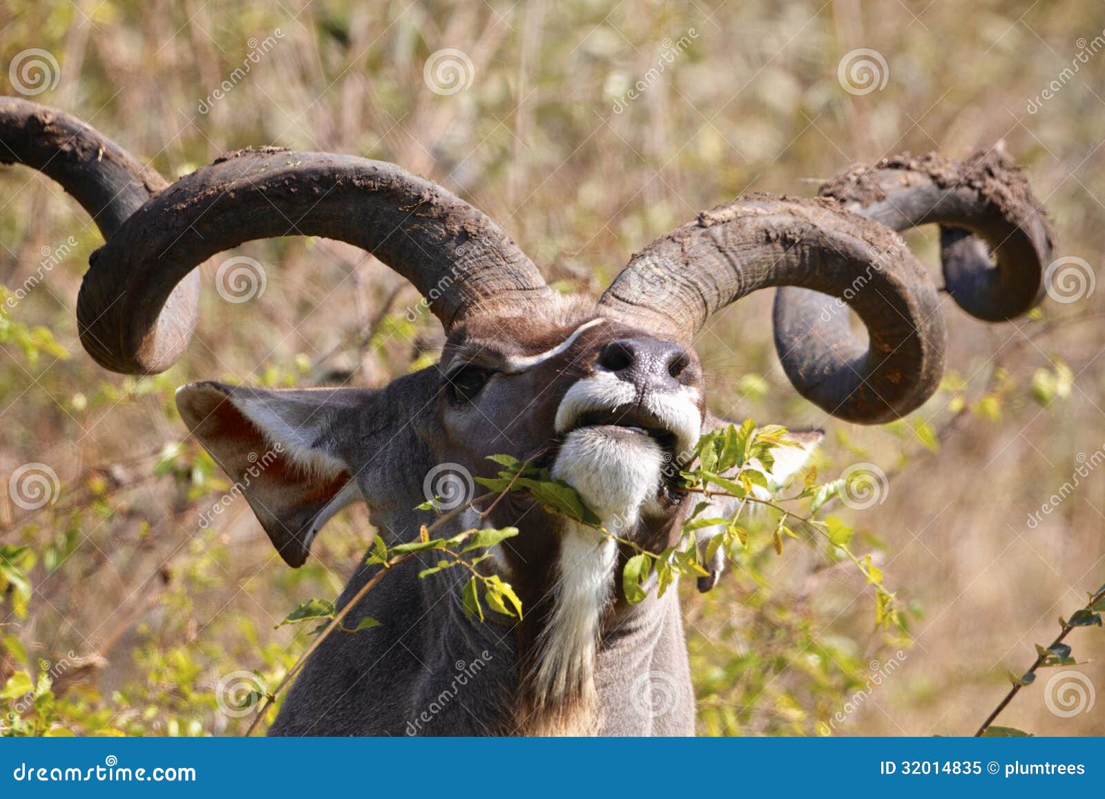 kudu