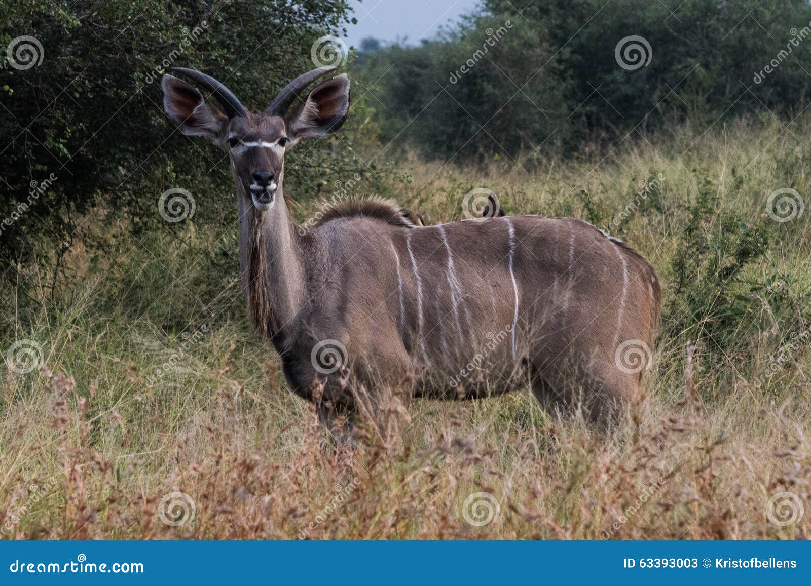 Picture of a kudu in the bush, clearly looking at the camera