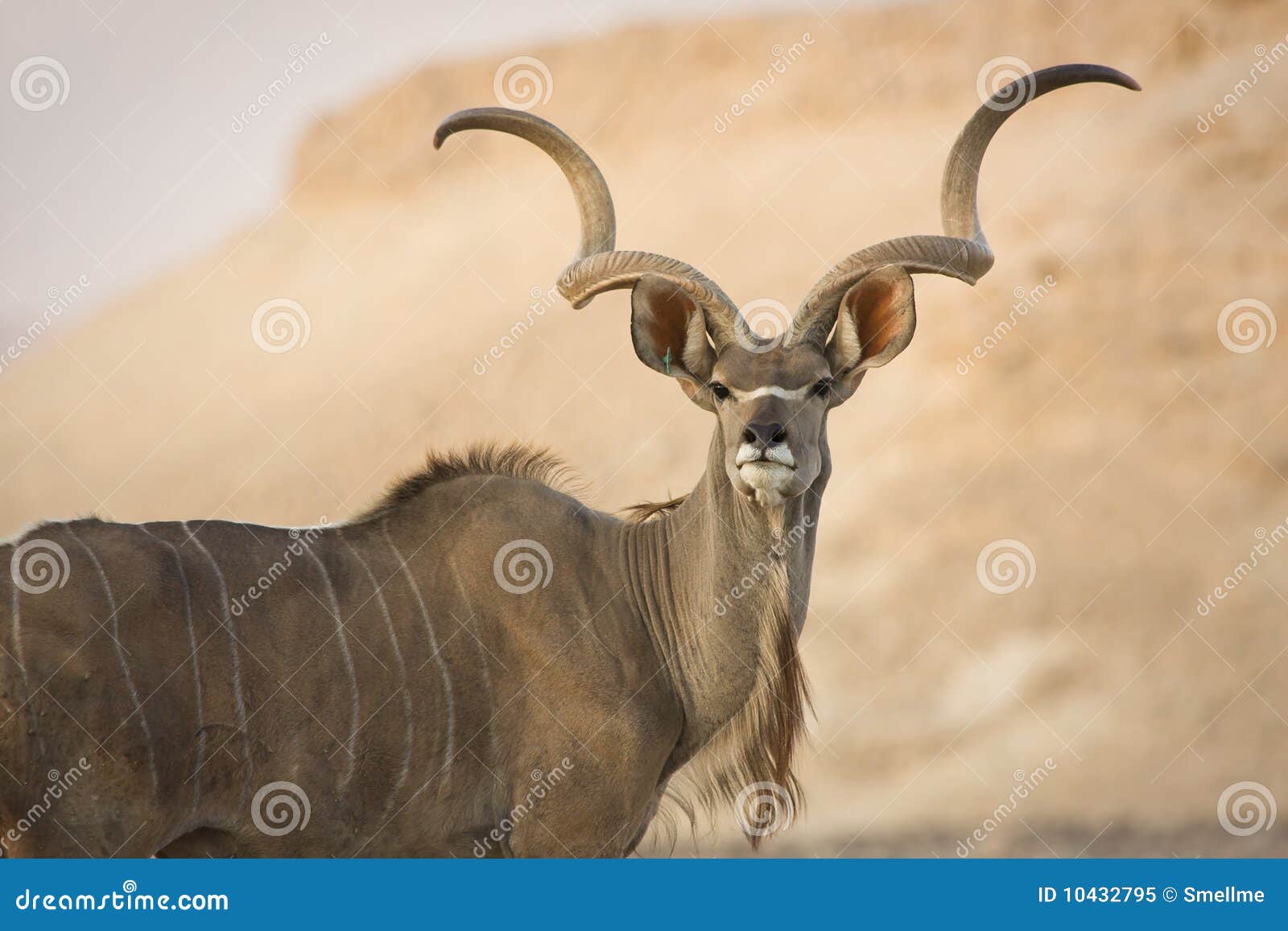 kudu portrait