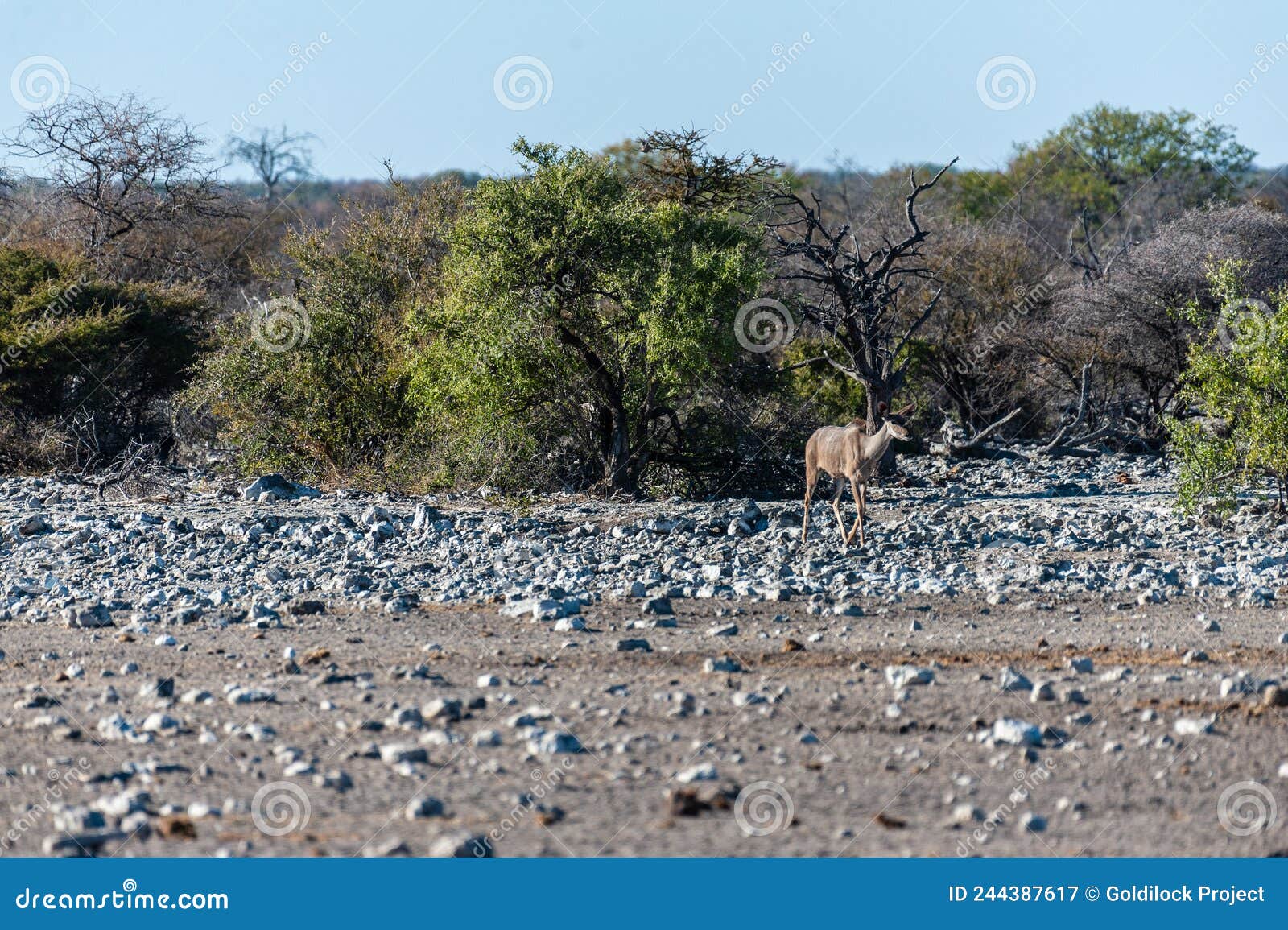 kudus in etosha national park