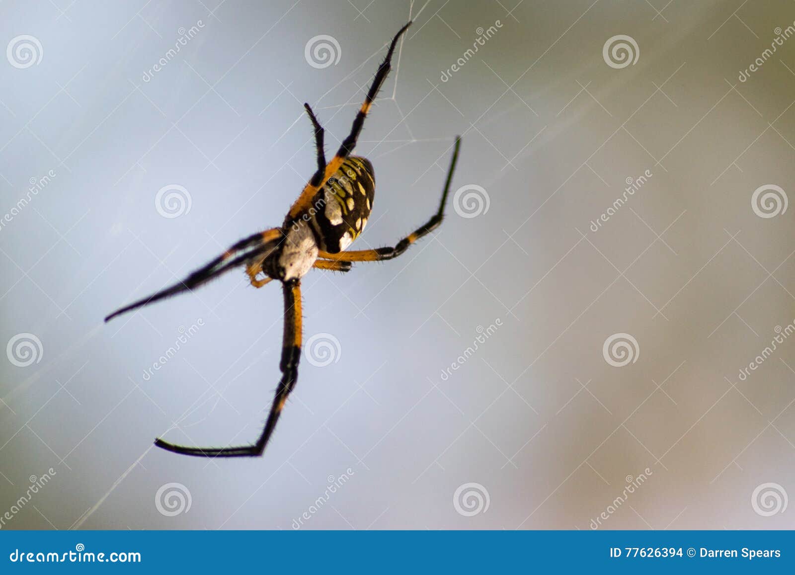 Kugel Weaver Garden Spider Stockfoto Bild Von Garten 77626394