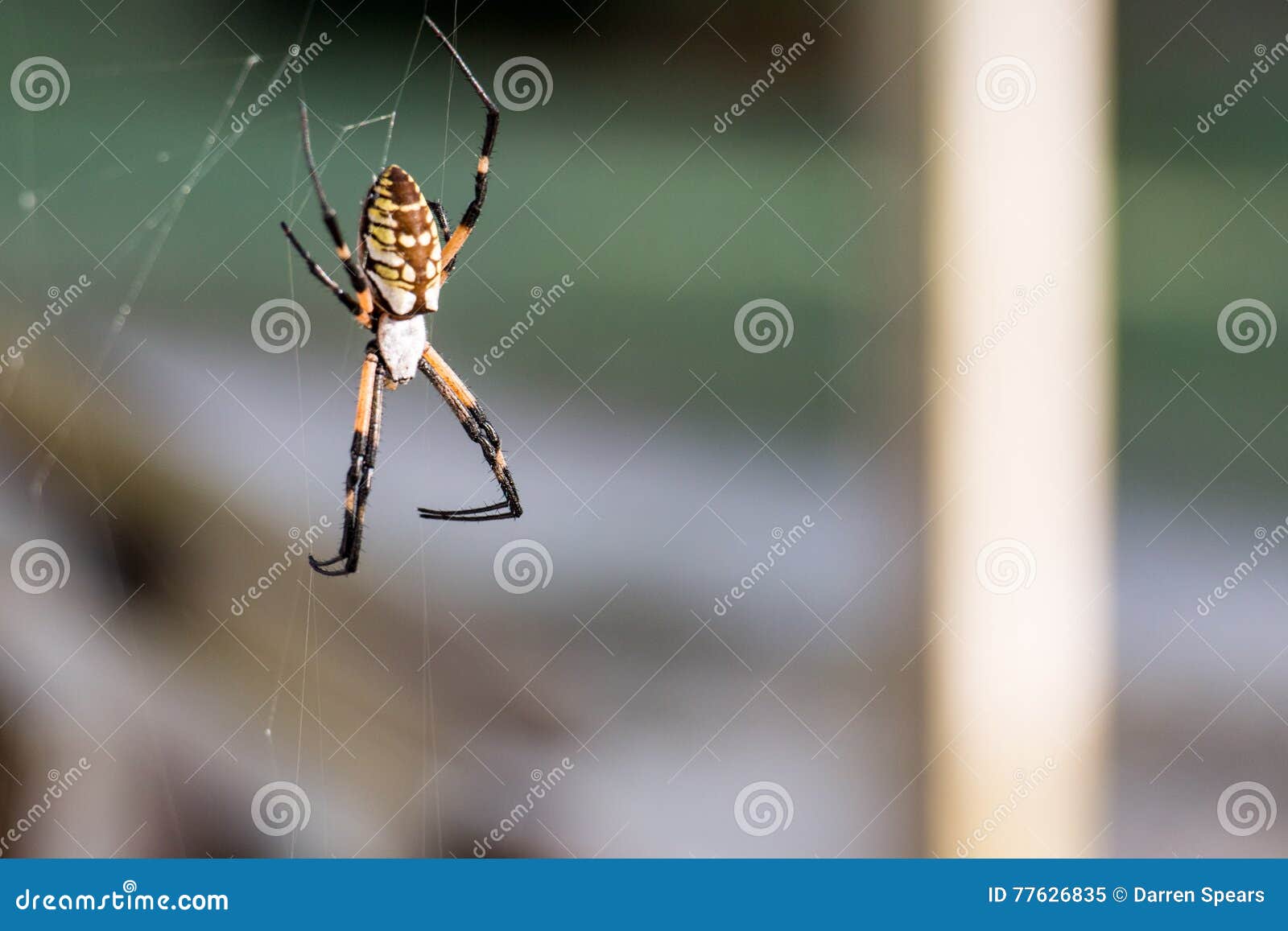 Kugel Weaver Garden Spider Stockbild Bild Von Bunt Wirbellos