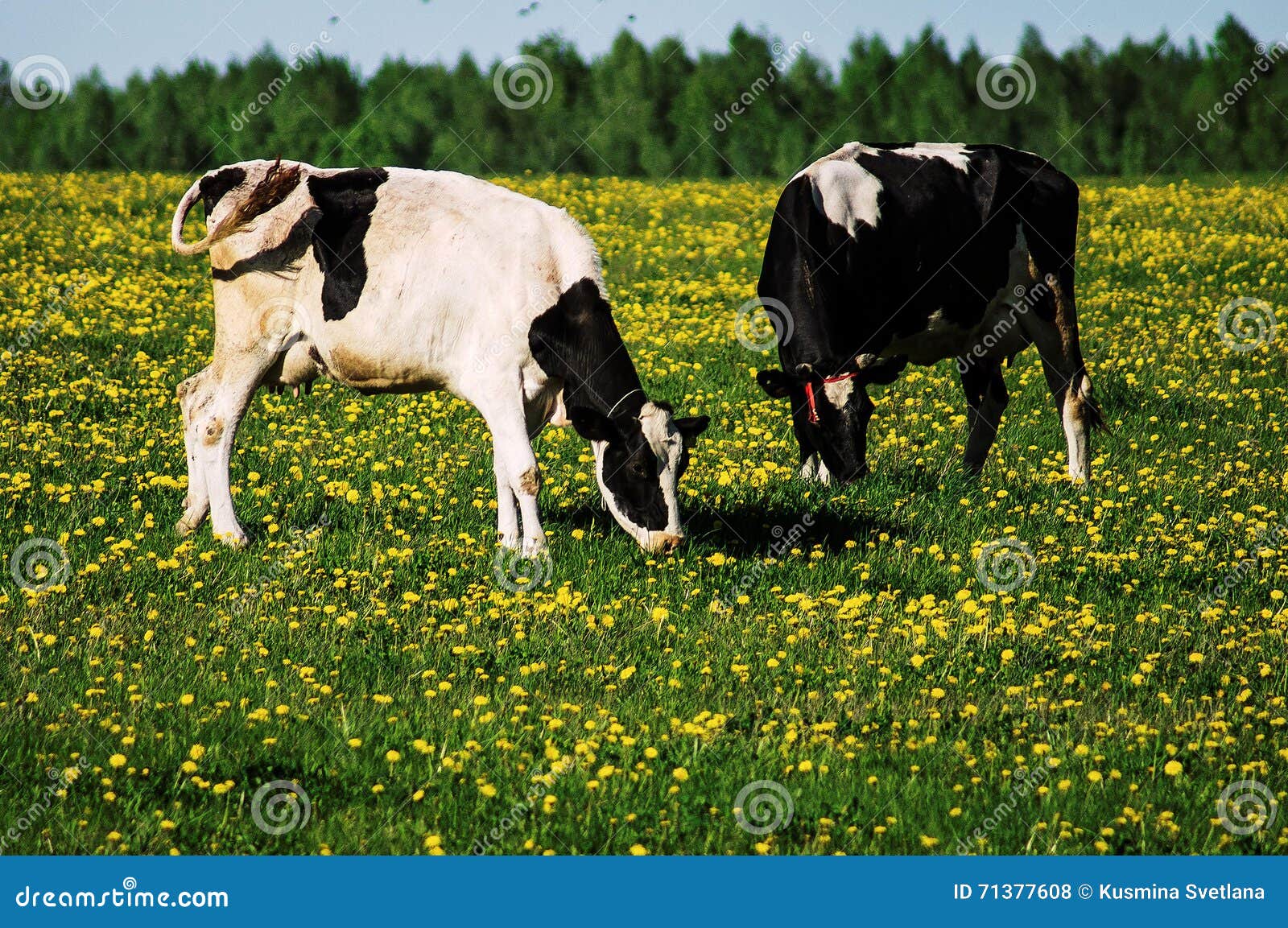 Kuh auf Blumenwiese stockfoto. Bild von leder, zerspaltet