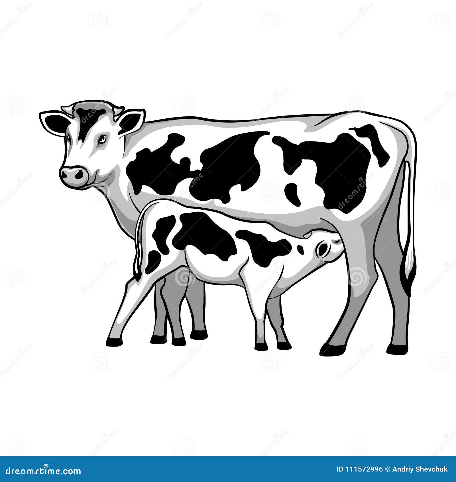 Kuh Zieht Kalb Ein Auch Im Corel Abgehobenen Betrag Vektor Abbildung Illustration Von Landwirtschaft Holstein 111572996