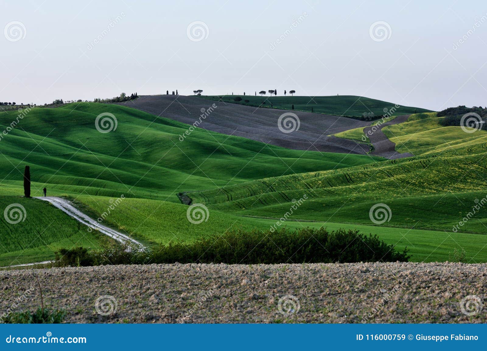 Kullen av Tuscany, paradis är därefter CXVIII. Tuscany mitt land min förälskelse, ÄLSKVÄRD JORD från Italien, Tuscany land