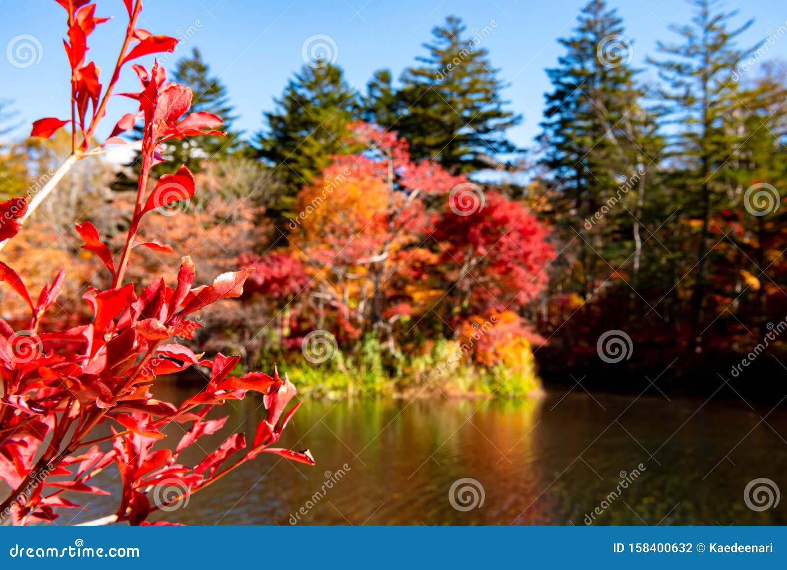 kumobaike pond autumn foliage scenery view, multicolor reflecting on surface in sunny day