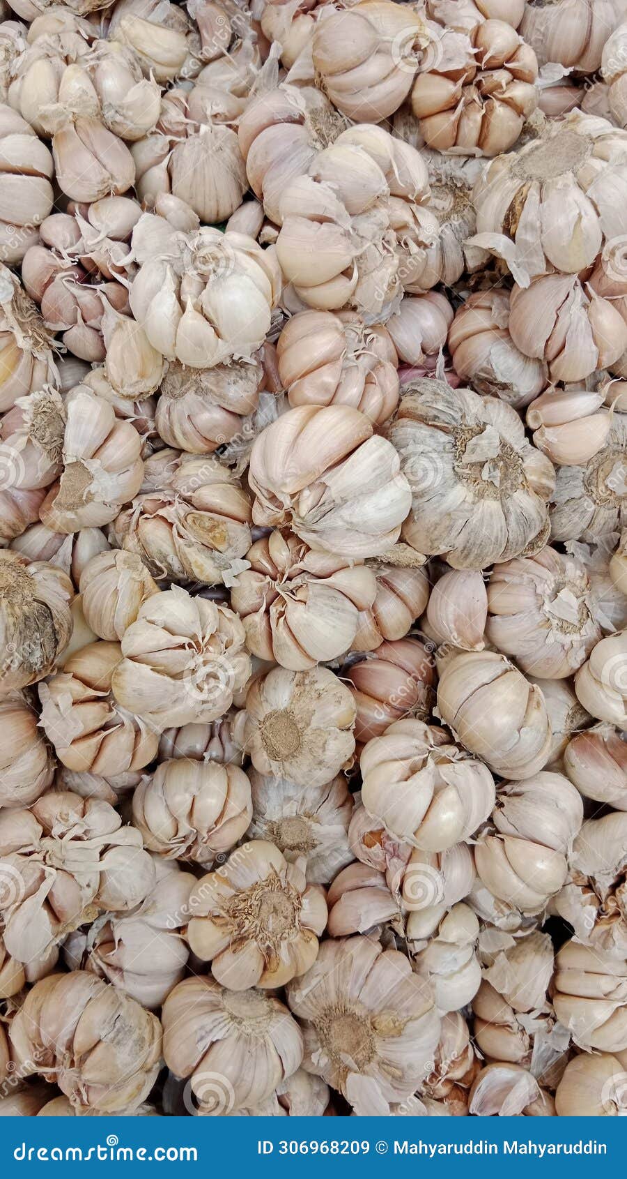 kumpulan bawang putih garlic colony