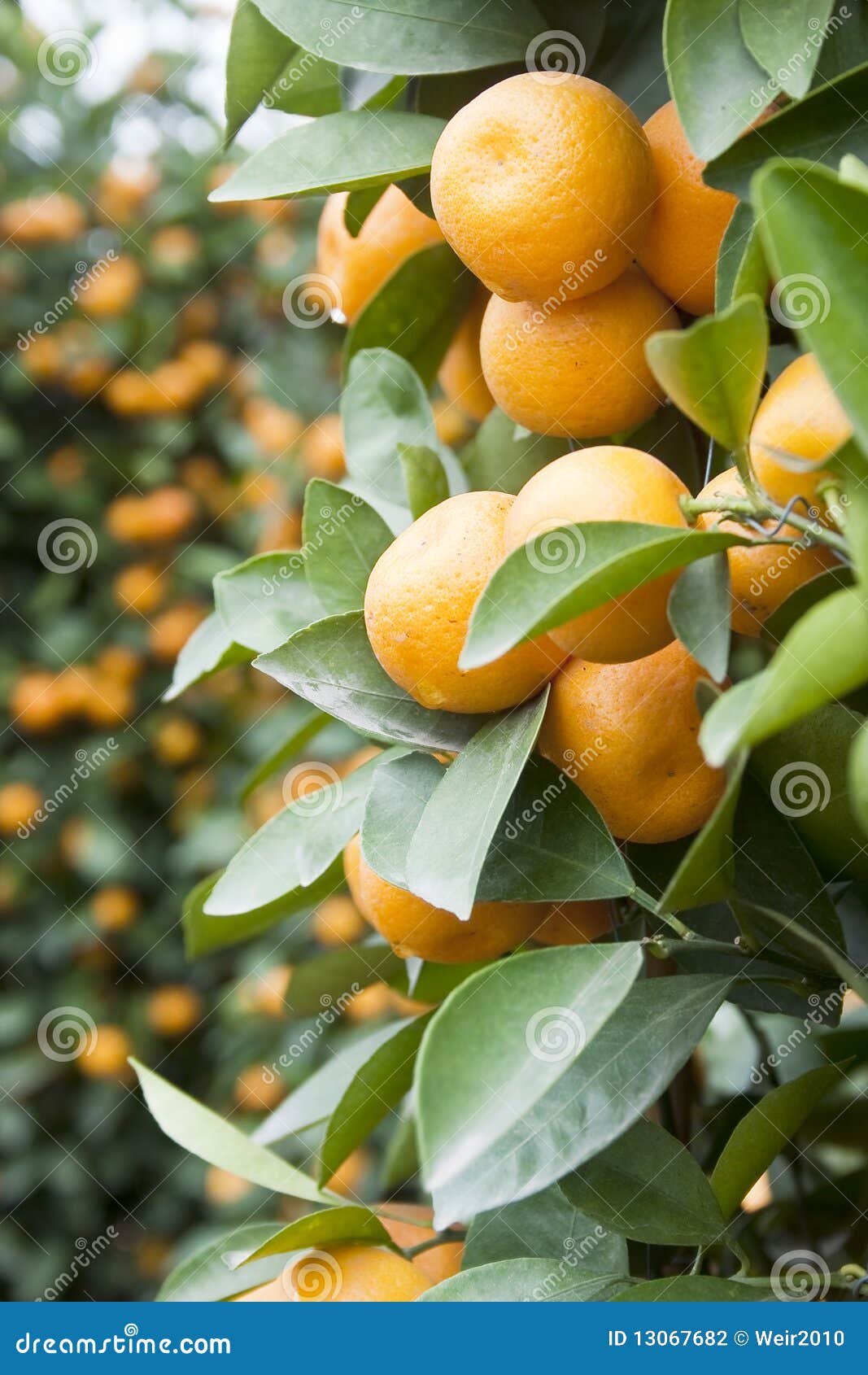 Kumquat stock photo. Image of garden, foliage, macro 13067682