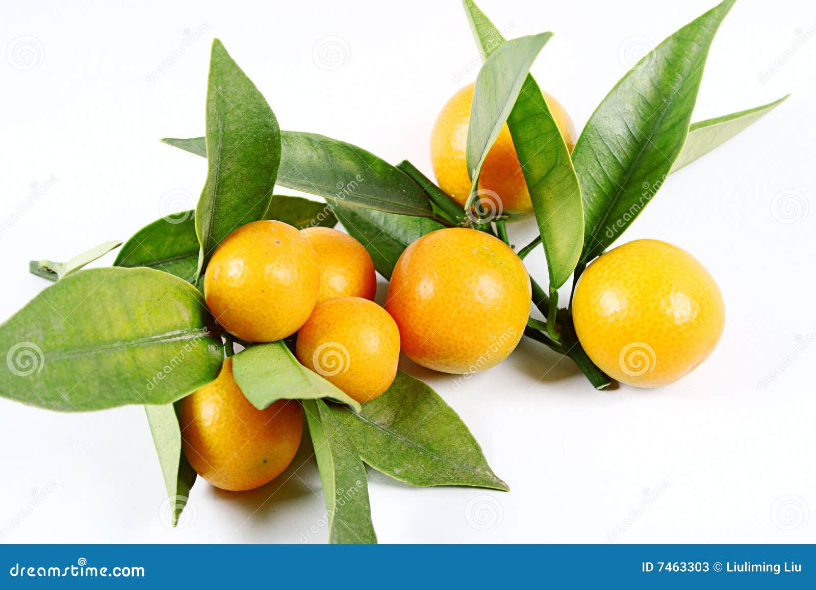 Kumquat stock image. Image of crop, vegetarian, juice 7463303