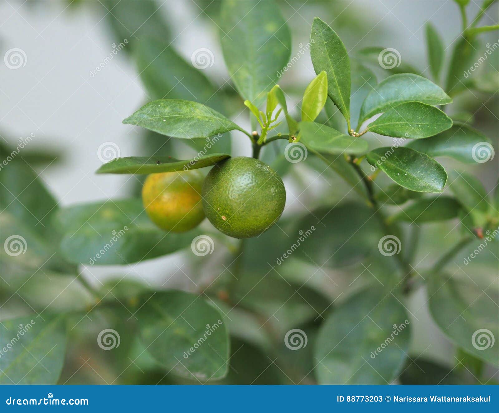 Kumquat Citrus Japonica Fruit Stock Image Image of asia, closeup 88773203