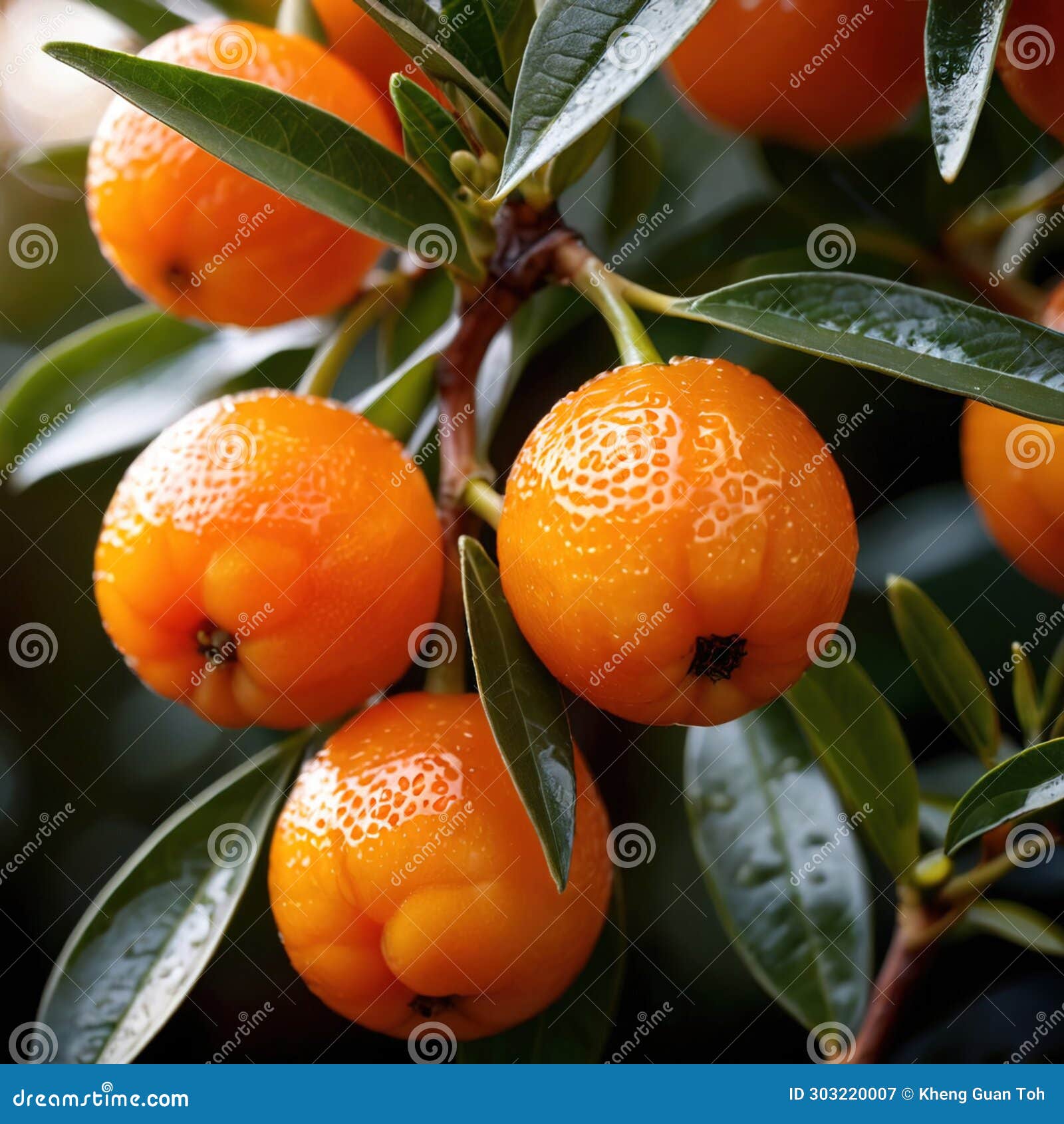 Kumquat Fresh Raw Organic Fruit Stock Illustration Illustration of