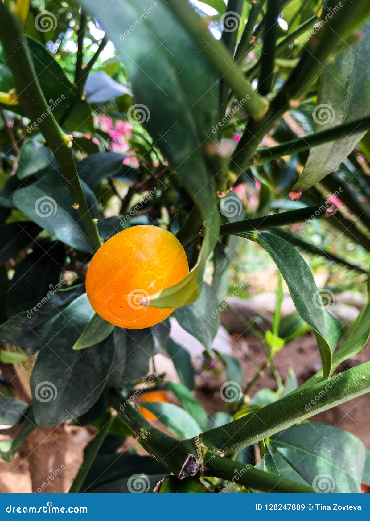 Kumquat fruit stock image. Image of branch, fortunella 128247889