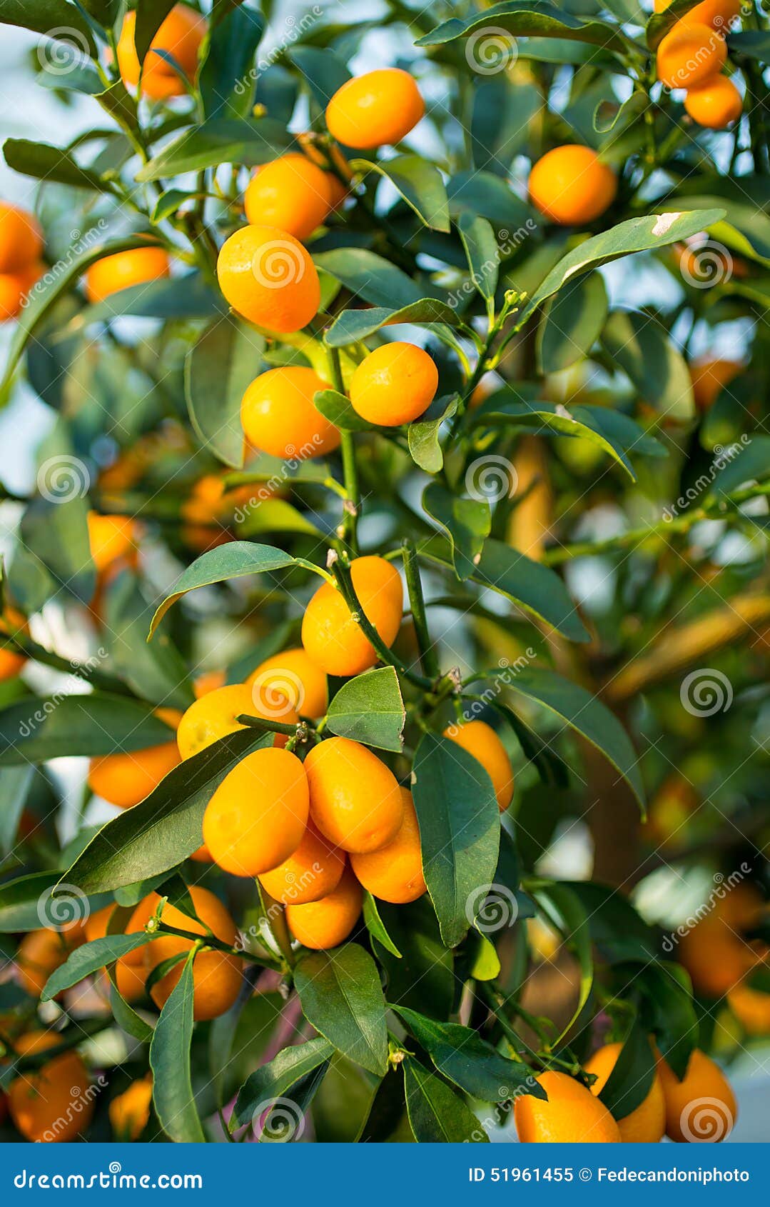 Kumquat Fruit on the Tree in the Orchard Stock Image Image of food