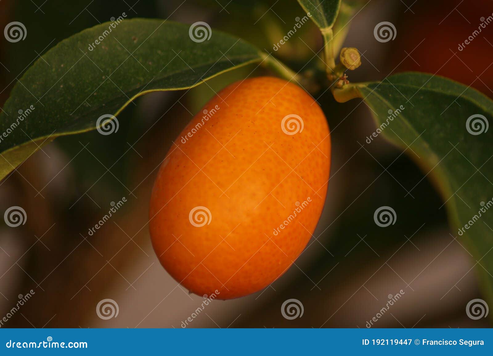 Kumquat Fruit Waiting To Be Picked Stock Image Image of healthy