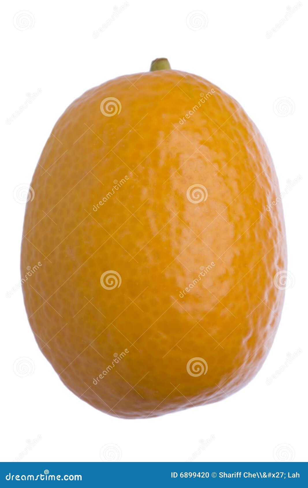 Kumquat Macro Isolated stock photo. Image of cumquats 6899420