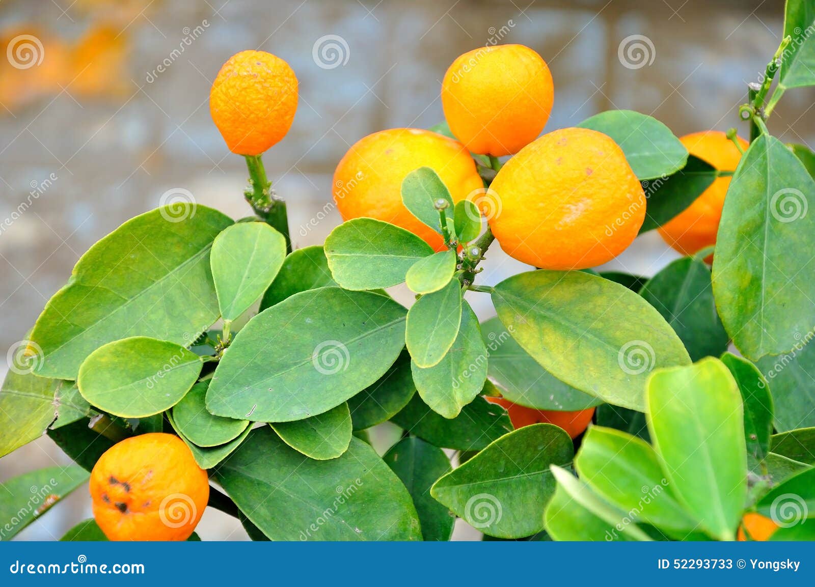 Kumquat Tree stock image. Image of plant, food, asian 52293733