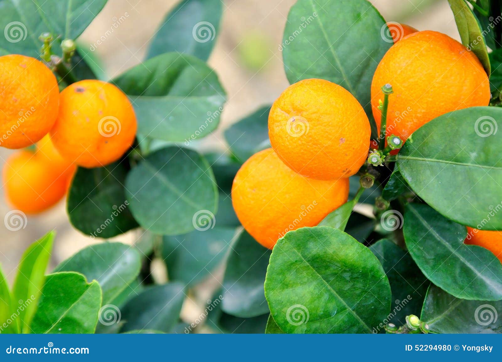 Kumquat Tree stock photo. Image of edible, sweet, kumquat 52294980