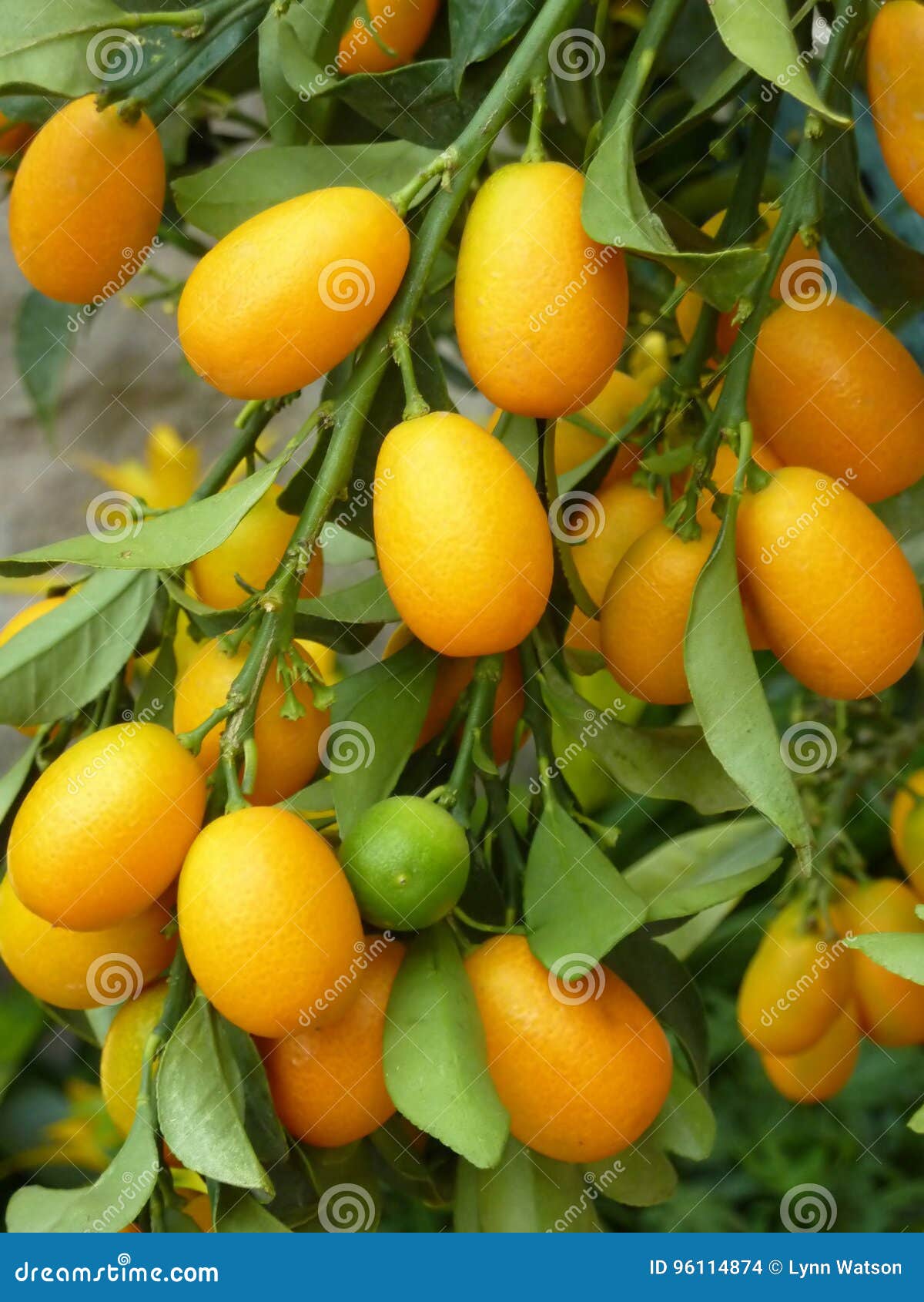 Kumquats stock photo. Image of growing, fresh, kimquats 96114874