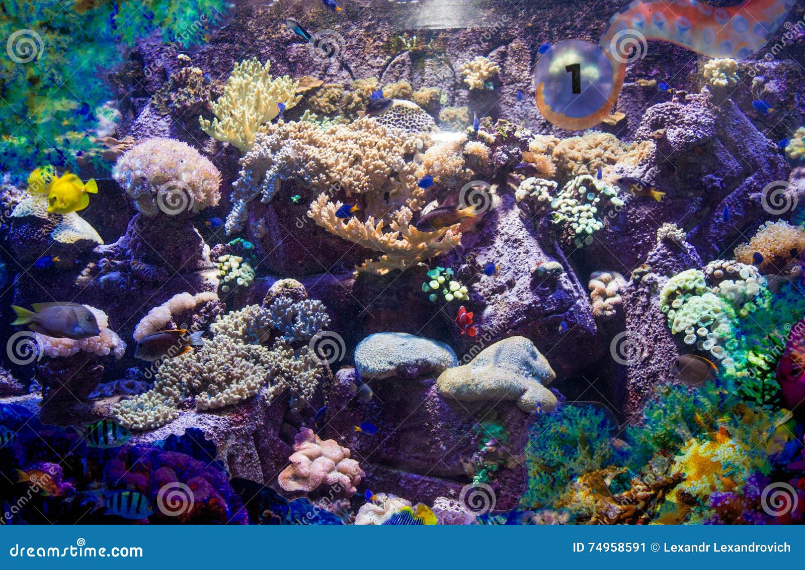Afgeschaft Tropisch Echt Kunstmatig Koraalrif Met Echte Tropische Vissen in Het Aquarium Stock  Afbeelding - Image of dier, schepselen: 74958591