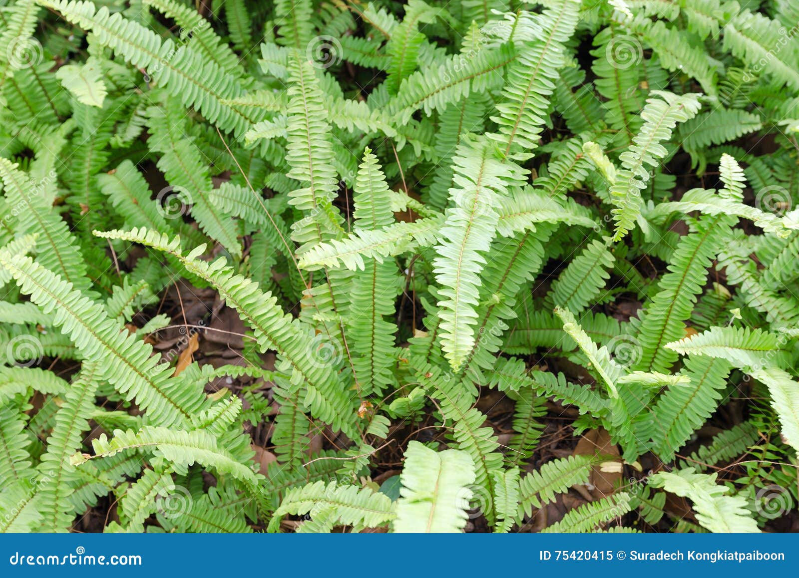 Kupukupu Nephrolepis Cordifolia Tuber Sword Fern Stock Kupukupu Nephrolepis Cordifolia Tuber Sword Fern Stock
