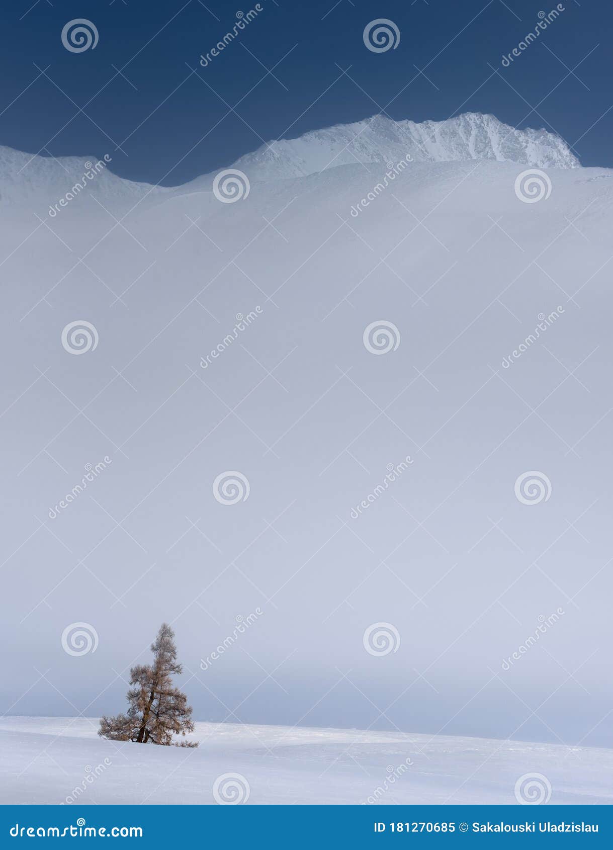 kurai ridge, western siberia, russia. lonely yellow larch tree on the background of foggy rocky altai mountains and cloudless blue