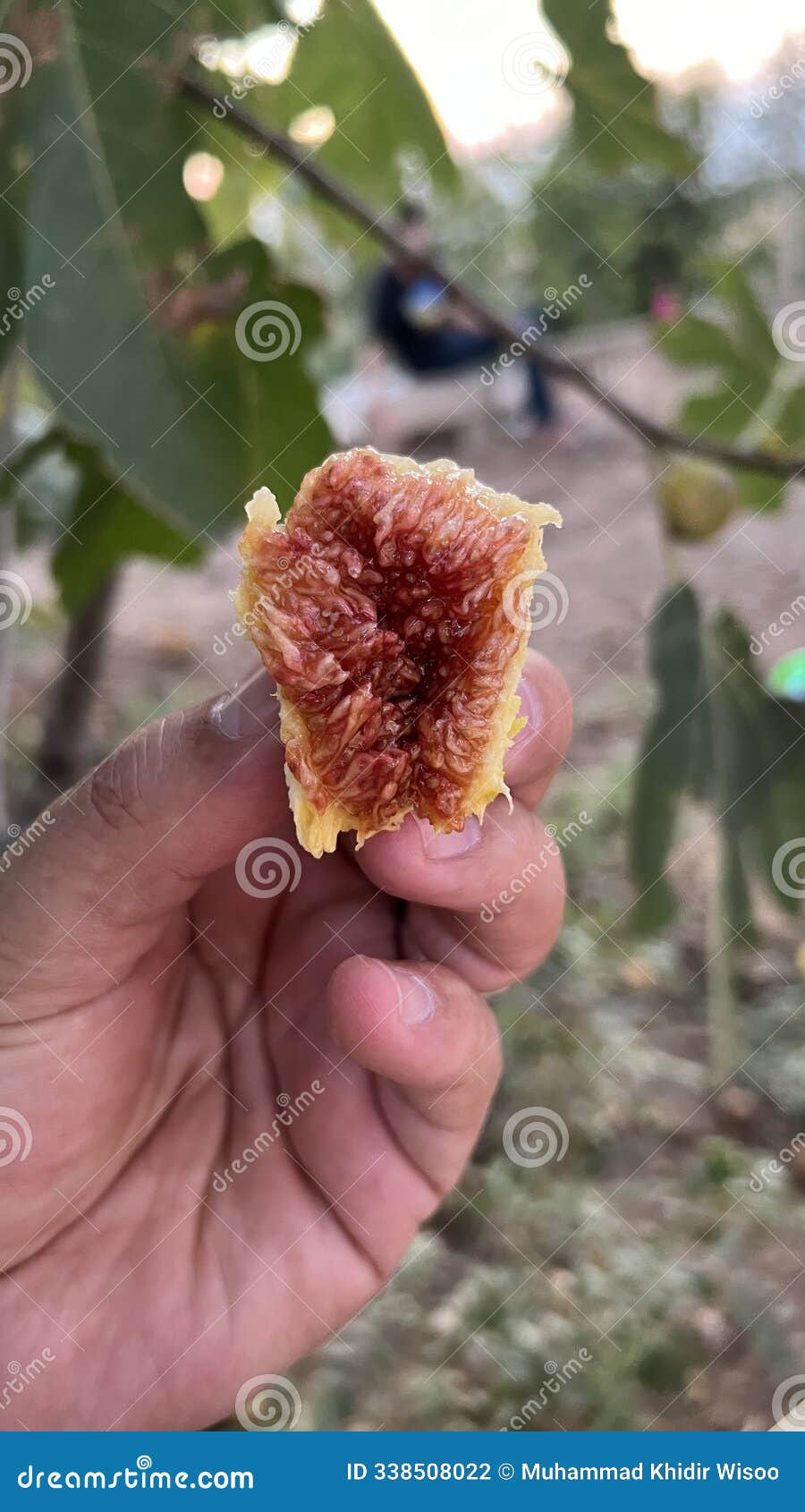 kurdish fig