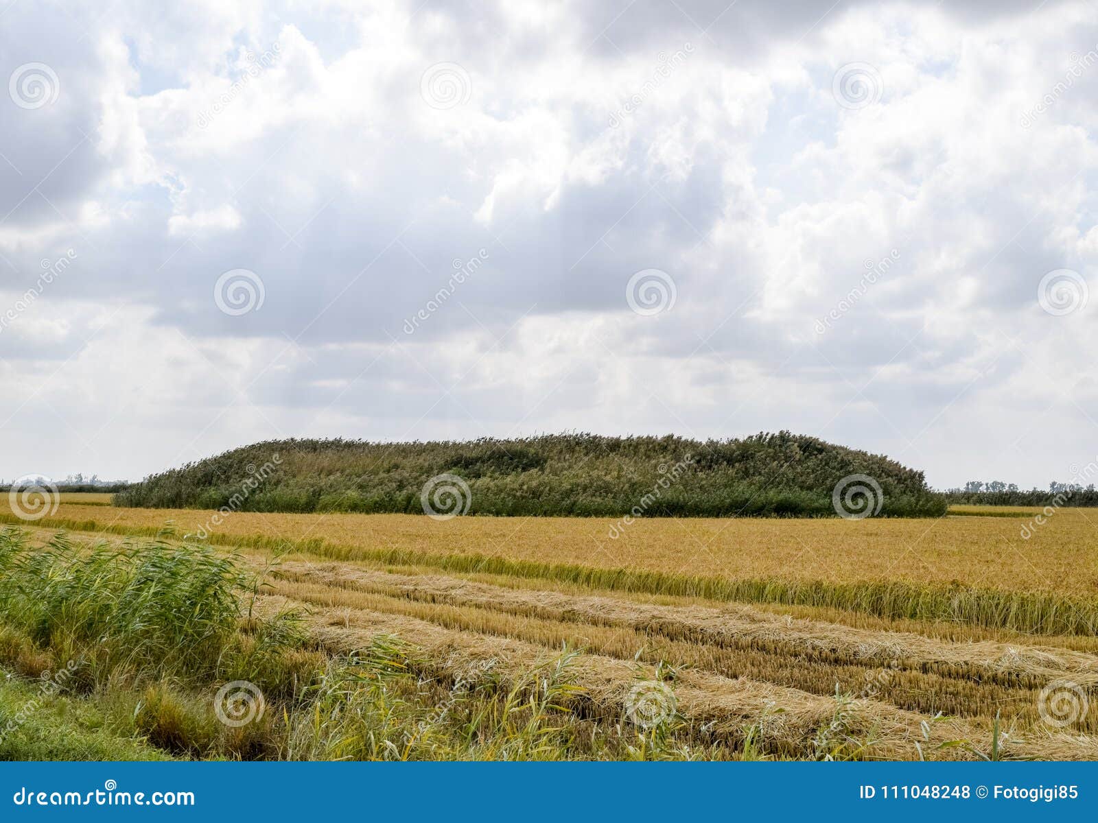 kurgan grave of ancient wars overgrown with reeds in the middle of the rice field.