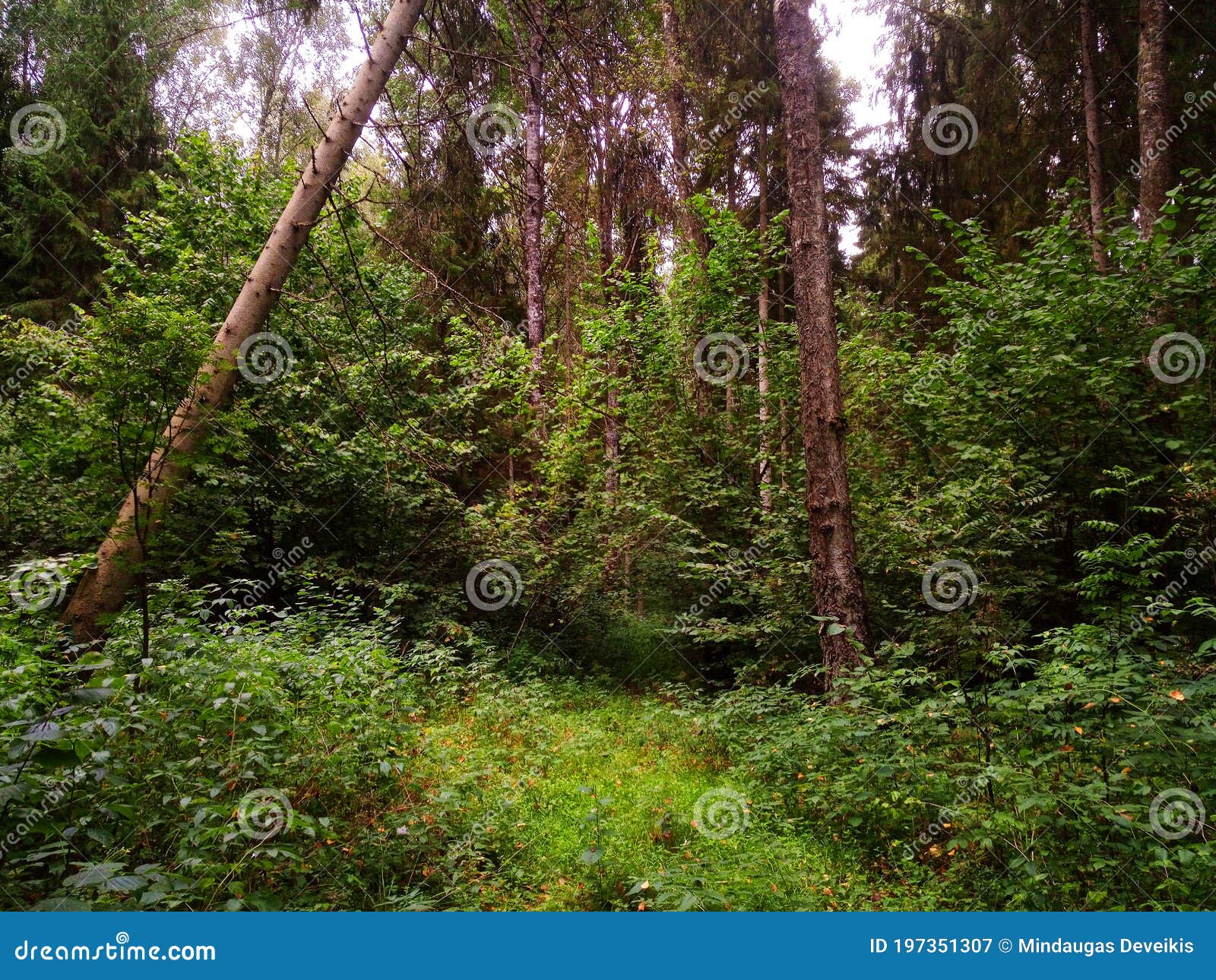 kurtuvenai regional park during cloudy day