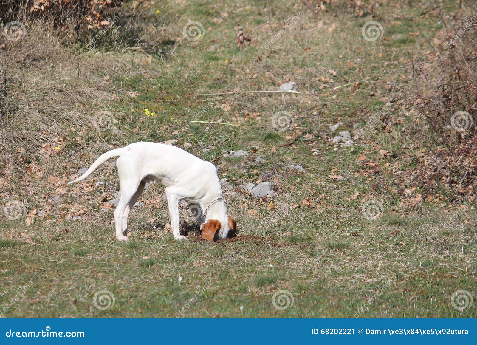 Kurzhaariger Jagdhund Istrian Jagt Feldmause Stockbild Bild Von