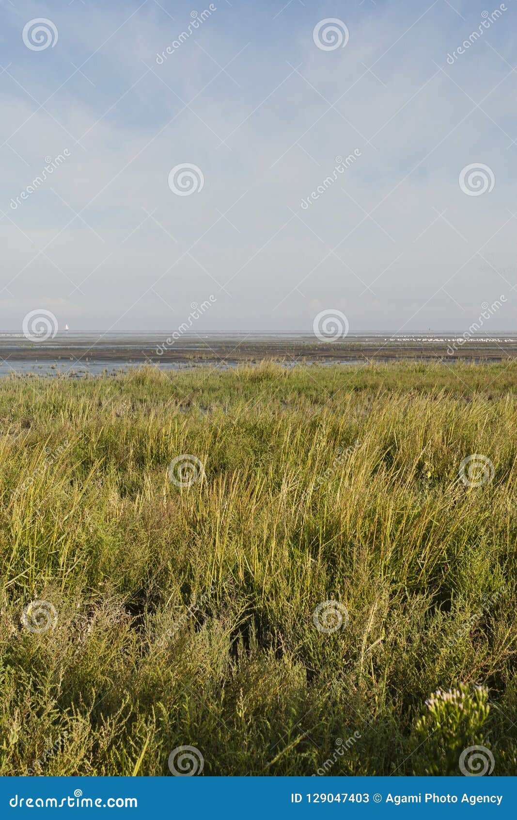 kust in westhoek, coast at westhoek